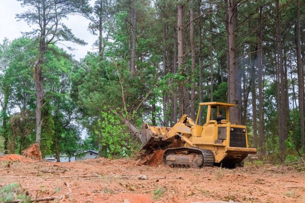 Trees Clearing in Madera