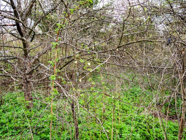 Underbrush Clearing in Madera