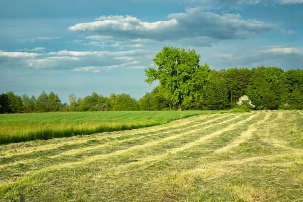 Cost of Vegetation Removal in Madera