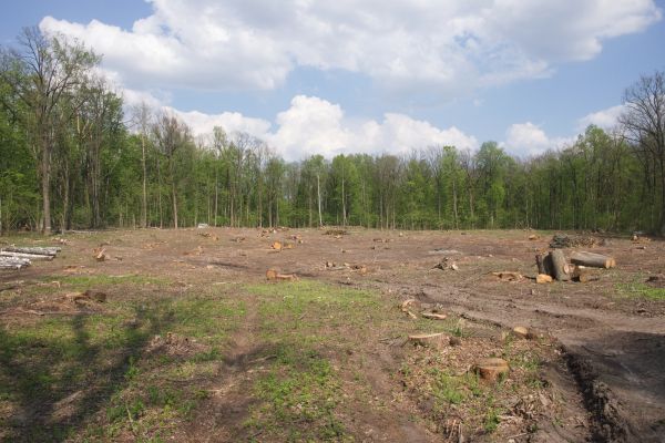 Pasture Clearing in Madera