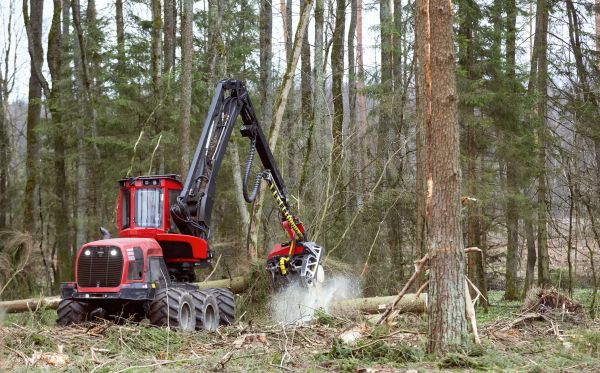 Forest Clearance Service in Madera