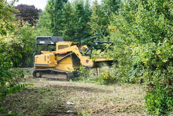Pathway Clearing in Madera