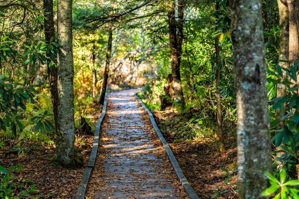 Cost of Trail Clearing in Madera