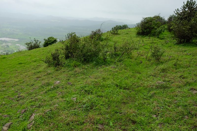 Vegetation Management